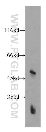 GPR137 Antibody in Western Blot (WB)