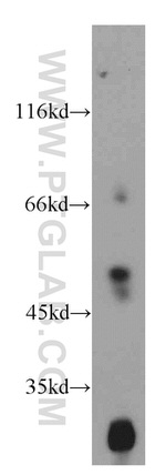 GPR137 Antibody in Western Blot (WB)