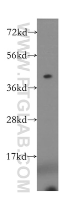 MS4A6A Antibody in Western Blot (WB)