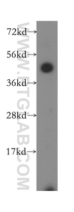MS4A6A Antibody in Western Blot (WB)