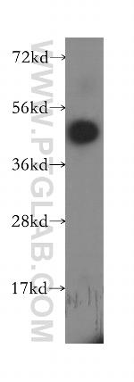 MS4A6A Antibody in Western Blot (WB)