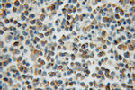 ARL15 Antibody in Immunohistochemistry (Paraffin) (IHC (P))