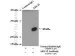 ARL15 Antibody in Immunoprecipitation (IP)