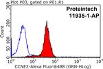Cyclin E2 Antibody in Flow Cytometry (Flow)