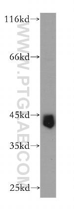 Cyclin E2 Antibody in Western Blot (WB)