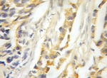 MAPKSP1 Antibody in Immunohistochemistry (Paraffin) (IHC (P))