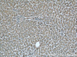 MAPKSP1 Antibody in Immunohistochemistry (Paraffin) (IHC (P))