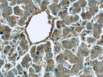 MAPKSP1 Antibody in Immunohistochemistry (Paraffin) (IHC (P))