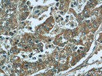 MAPKSP1 Antibody in Immunohistochemistry (Paraffin) (IHC (P))