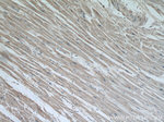 MAPKSP1 Antibody in Immunohistochemistry (Paraffin) (IHC (P))
