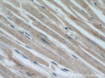 MAPKSP1 Antibody in Immunohistochemistry (Paraffin) (IHC (P))