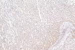 COMMD1 Antibody in Immunohistochemistry (Paraffin) (IHC (P))