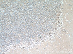 SCHIP1 Antibody in Immunohistochemistry (Paraffin) (IHC (P))
