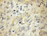 PKIB Antibody in Immunohistochemistry (Paraffin) (IHC (P))