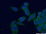 PSMA4 Antibody in Immunocytochemistry (ICC/IF)