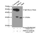 PSMA4 Antibody in Immunoprecipitation (IP)