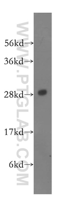 PSMA4 Antibody in Western Blot (WB)