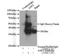 ATF1 Antibody in Immunoprecipitation (IP)