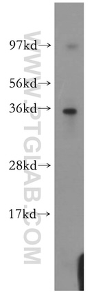ATF1 Antibody in Western Blot (WB)