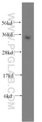 ATF1 Antibody in Western Blot (WB)
