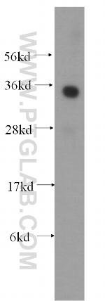 ATF1 Antibody in Western Blot (WB)