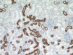 RHCG Antibody in Immunohistochemistry (Paraffin) (IHC (P))