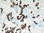 RHCG Antibody in Immunohistochemistry (Paraffin) (IHC (P))