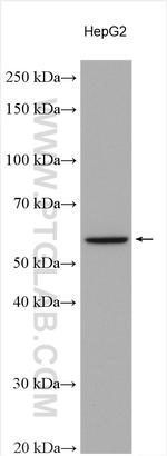 TRIM6 Antibody in Western Blot (WB)