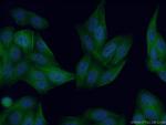 DYNLT1 Antibody in Immunocytochemistry (ICC/IF)