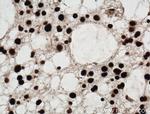 SUB1 Antibody in Immunohistochemistry (Paraffin) (IHC (P))