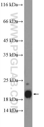 SUB1 Antibody in Western Blot (WB)