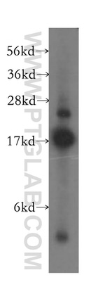 SUB1 Antibody in Western Blot (WB)