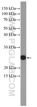 SUB1 Antibody in Western Blot (WB)