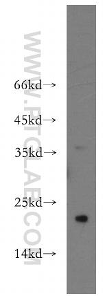 SPANXC Antibody in Western Blot (WB)