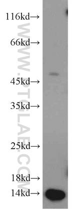 PCBD2 Antibody in Western Blot (WB)