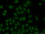 NPM3 Antibody in Immunocytochemistry (ICC/IF)