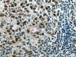 NPM3 Antibody in Immunohistochemistry (Paraffin) (IHC (P))