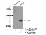 NPM3 Antibody in Immunoprecipitation (IP)