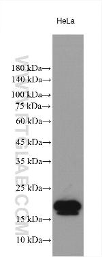 NPM3 Antibody in Western Blot (WB)