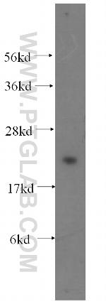 NPM3 Antibody in Western Blot (WB)