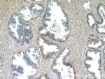 PAGE2 Antibody in Immunohistochemistry (Paraffin) (IHC (P))