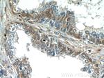 PAGE2 Antibody in Immunohistochemistry (Paraffin) (IHC (P))