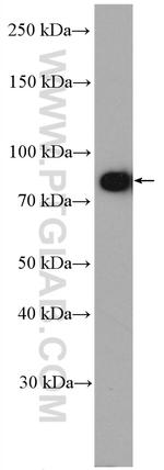 DTX3L Antibody in Western Blot (WB)