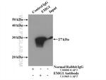 EMG1 Antibody in Immunoprecipitation (IP)