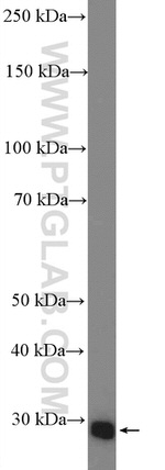 EMG1 Antibody in Western Blot (WB)
