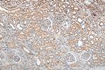 FXYD4 Antibody in Immunohistochemistry (Paraffin) (IHC (P))