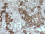 AGR3 Antibody in Immunohistochemistry (Paraffin) (IHC (P))