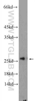 AGR3 Antibody in Western Blot (WB)