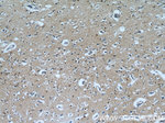 PPP1R2P9 Antibody in Immunohistochemistry (Paraffin) (IHC (P))