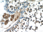 HSFY1 Antibody in Immunohistochemistry (Paraffin) (IHC (P))